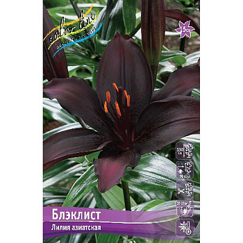 Лилия Блэклист 12/14 25 шт Биг-пак 13672