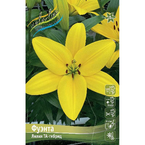 Лилия Фуэнта 10/12 7 шт
