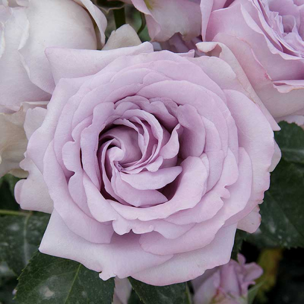 Роза спрей Стерлинг сенсейшн Садовита