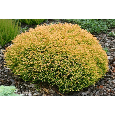 Туя Thuja Occidentalis Golden Tuffet P9 ,шт Садовита 9359