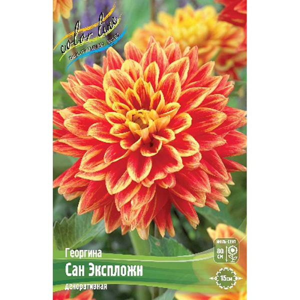 Георгина Сан Экспложн I 1 шт