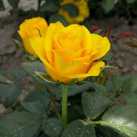 Роза Флорибунда Фрезия Садовита