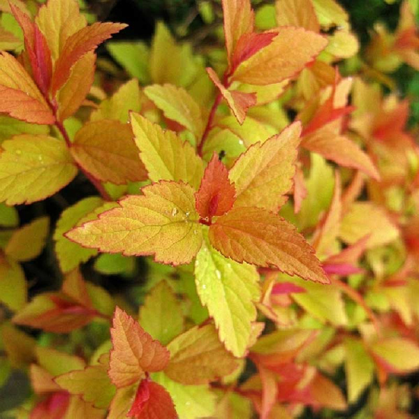 Спирея Японская Файрлайт C1.5