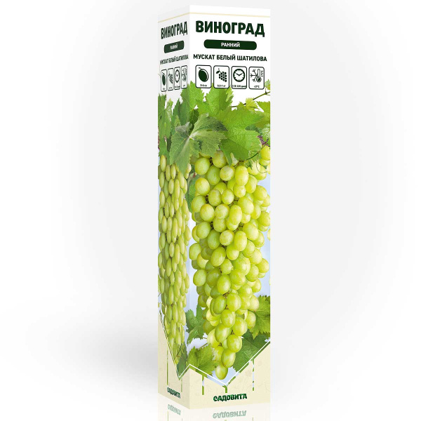 Виноград Мускат белый Шатилова ранний Садовита
