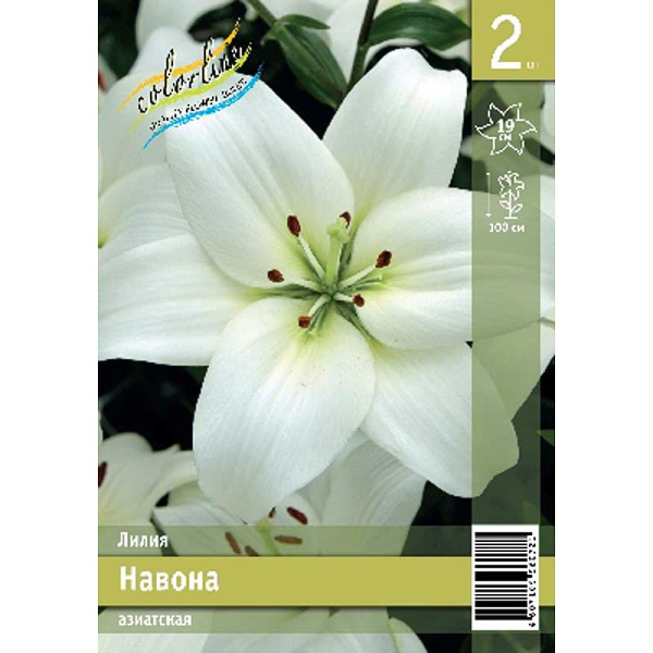 Лилия Навонна 12/14 2 Эконом шт 