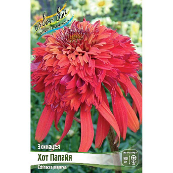 9954 Биг-Пак Эхинацея Хот Папайя I 25 шт 