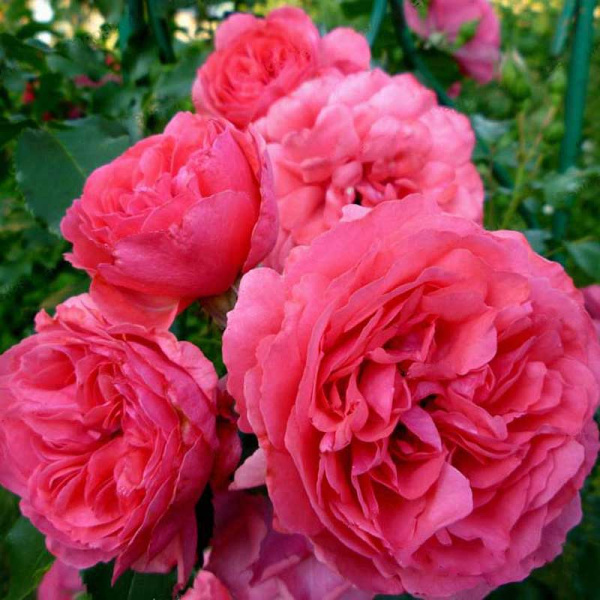 Роза плетистая Ютерсен Розенкениген Садовита