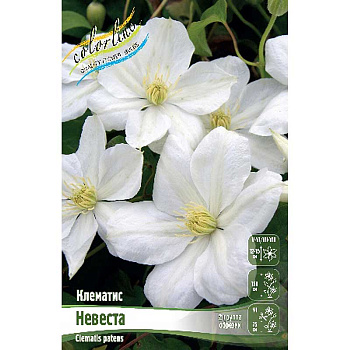 Клематис Невеста I 2 шт