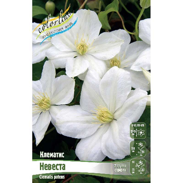 Клематис Невеста I 2 шт