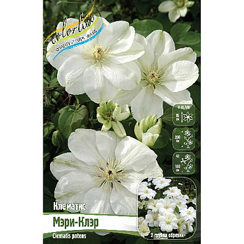 Клематис Мэри-Клэр I 2 шт