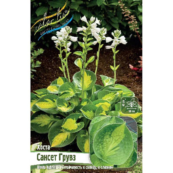 Хоста Сансет Грувз 1 n 1 шт