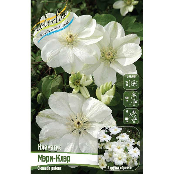 Клематис Мэри-Клэр I 2 шт