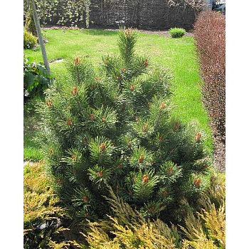 Сосна Обыкновенная Топ Хэт C1.5