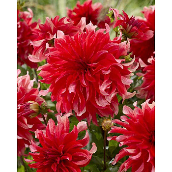 Георгина Рэд Лабиринт I 15 шт Шоу-бокс 13957