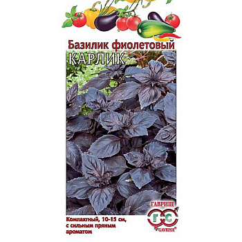 Базилик Карлик фиолетовый Гавриш Ц