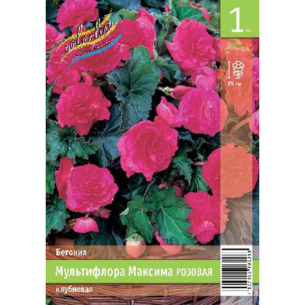 Бегония Мультифлора Максима Розовая 4/5 1 Эконом шт 