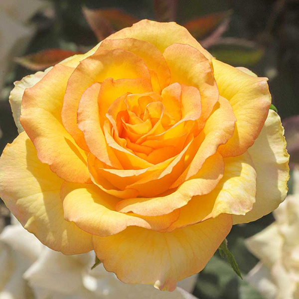 Роза чайно-гибридная Сальвадор Садовита