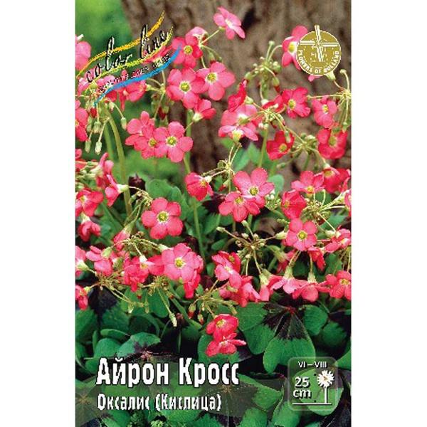 Оксалис Айрон Кросс 5/+ 15 шт