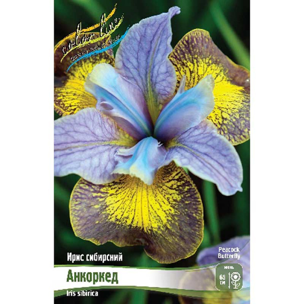 Ирис Сибирский Анкоркед I 25 шт Биг-пак 9797