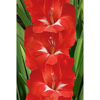 Гладиолус Традерхорн 10/12 5 шт Садовита