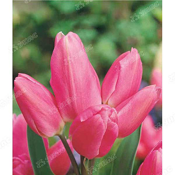 Астра Нюанс Аэлита Ц 