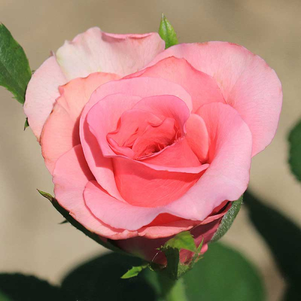 Роза флорибунда Европа Садовита