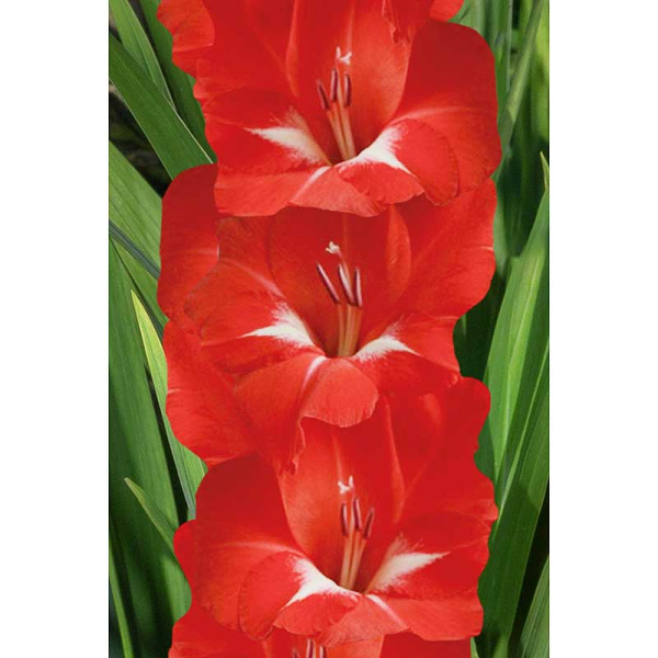 Гладиолус Традерхорн 10/12 5 шт Садовита