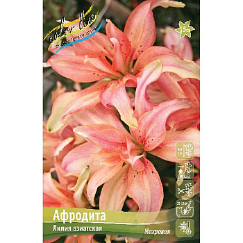 Лилия Афродита 12/14 5 шт
