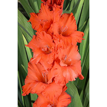 Гладиолус Танго (В-16-248) 8/10 5 шт, Садовита 