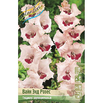 Гладиолус Вайн Энд Розес 10/12 10 шт 