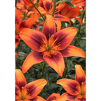 Лилия Тусам 12/14 1 Эконом шт 