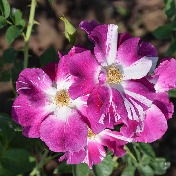 Роза плетистая Перпл Сплэш Садовита