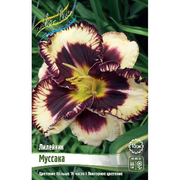 Лилейник Муссака I 25 шт Биг-пак 5951 