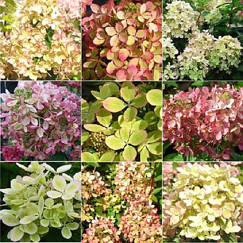 Гортензия Метельчатая Пэстел Грин Ренколор