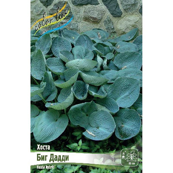 Хоста Биг Дадди 1 n 25 шт Биг-пак 5935