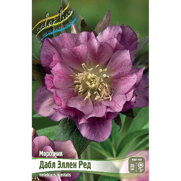 8150 Биг-Пак Морозник Дабл Эллен Ред I 25 шт