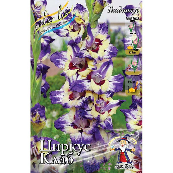 Гладиолус Циркус Клаб 12/14 5 шт 