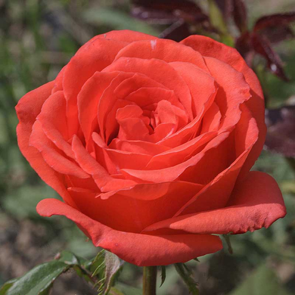 Роза чайно-гибридная Корвет Садовита