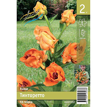 Лилия Тинторетто 12/14 2 Эконом шт 