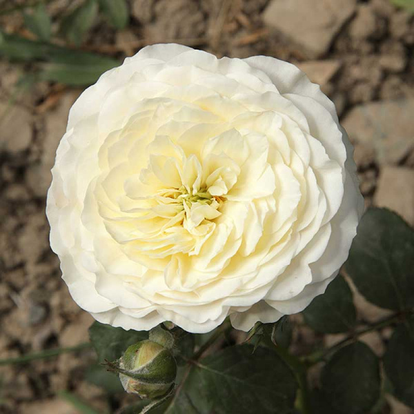 Роза шраб Транквилити (английская) Садовита