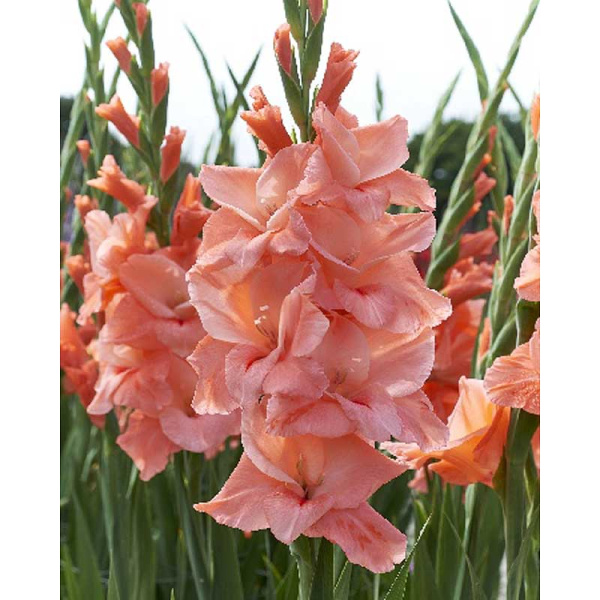 13714 Шоу-Бокс Гладиолус Нью Релиз 10/12 100 шт 