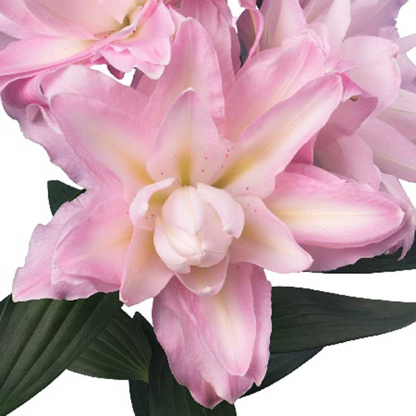 Лилия Санни Дабл Дьюти 12/14 1 Эконом шт 