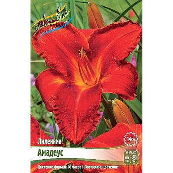 Лилейник Амадеус I 25 шт Биг-пак 4091