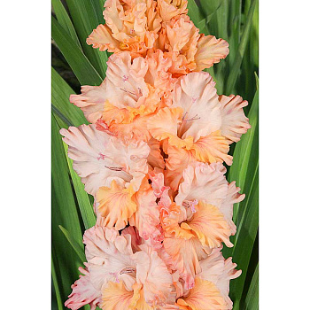 Гладиолус Янтарная Лоза 8/10 15 шт, Садовита 