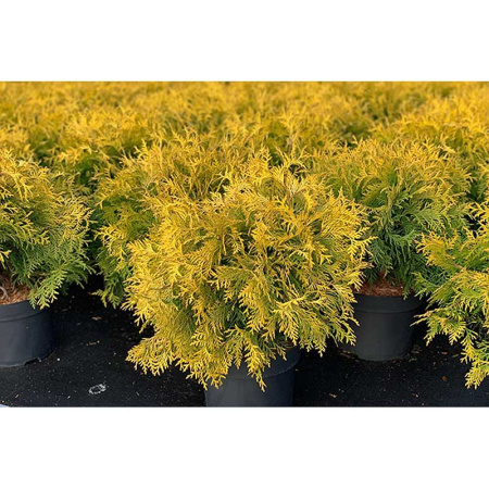 Туя Thuja Occidentalis Golden Globe P9 ,шт Садовита 9358