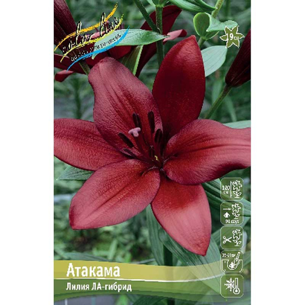 Лилия Атакама 12/14 7 шт