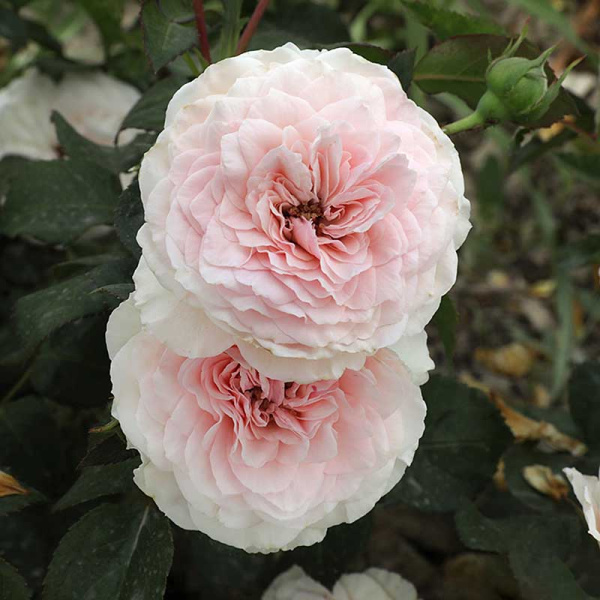 Роза флорибунда Мария Терезия Садовита