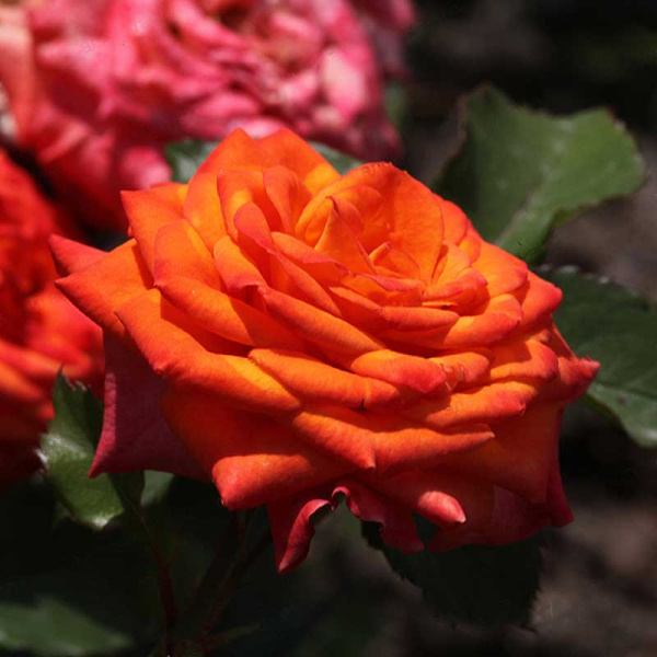 Роза спрей Оранж Бейби Садовита