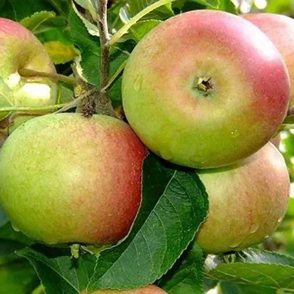 Яблоня Орлинка (семенной подвой) Садовита