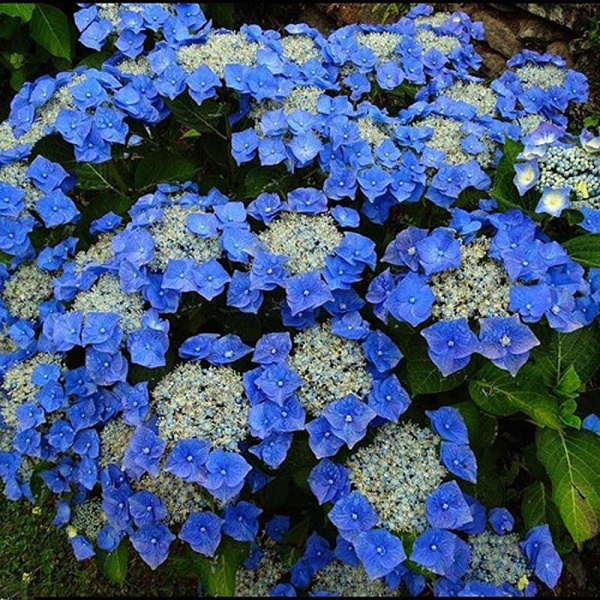 Гортензия Крупнолистовая Блаумейзе Р9 ,шт Садовита